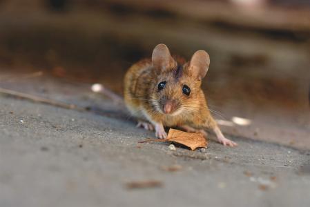 a house mouse on pavement