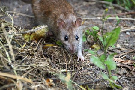 A norway rat outdoors