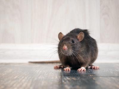 a roof rat on a floor
