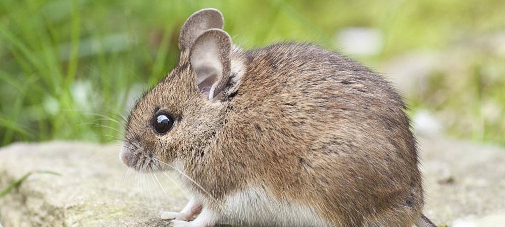 a house mouse on concrete
