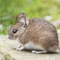 a house mouse on concrete